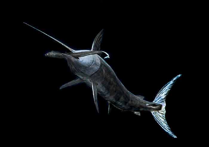 Forged iron swordfish seen from above, its long bill and split tail fin outstretched against black.