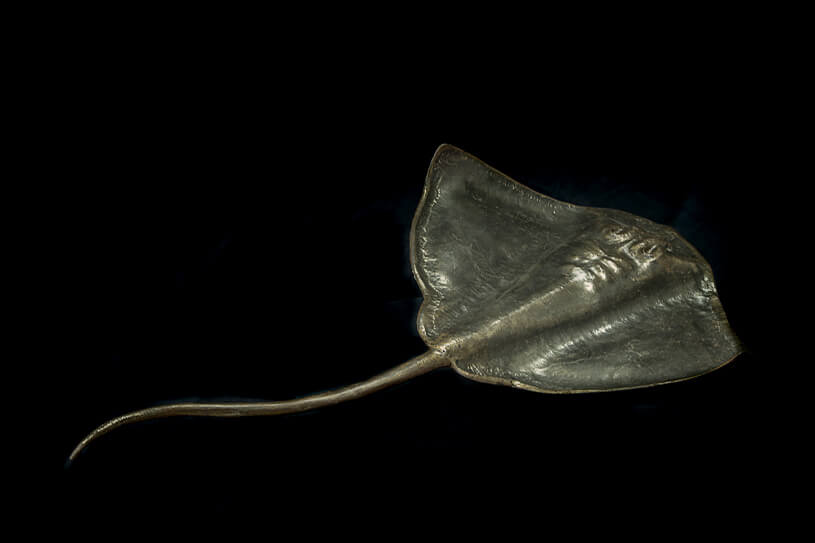 Forged iron stingray seen from above, its wings smooth and its whip tail trailing behind.